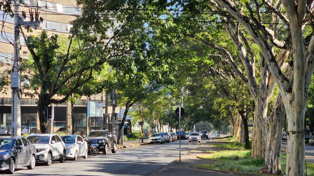 Arborização - Av. Barbacena, em Belo Horizonte